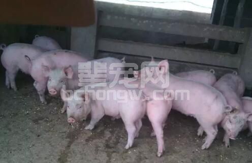 秋季如何做到正确的预防小猪拉稀？