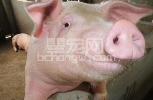气候变化异常，阴雨潮湿的条件下高发的猪魏氏梭菌病，防治措施？