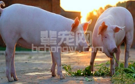 口蹄疫和水疱病怎么区分？看看完你就会区分了