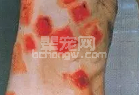 遇上急性猪丹毒怎么处理？