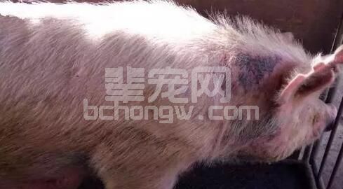 什么是母猪消瘦综合症？该怎么治疗？