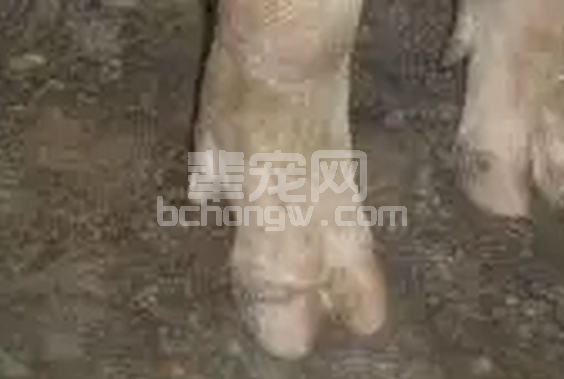 提高口蹄疫免疫接种效果的方法分享