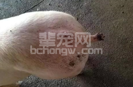 猪咬尾症--令不少养猪人头疼的病症，如何防治？