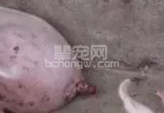如何分析处理猪场应激与咬尾症发生的关系及综合防治措施