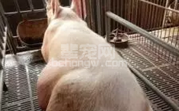 母猪推迟分娩与蓝耳病等有无关系？