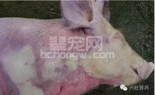 猪病预防| 秋季养猪注意这些主要的猪病及防控措施