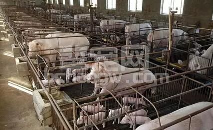 孙明俊：中药能否代替抗生素？！中药在养猪业防病应用感悟与思考