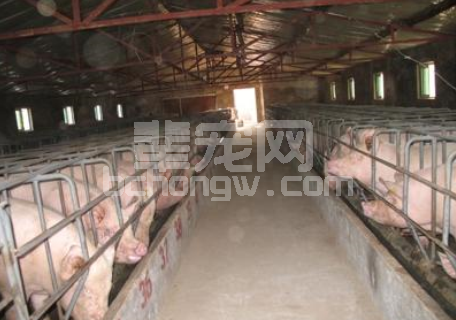 秋冬季如何防控生猪高发疫病和母猪繁殖障碍性疾病