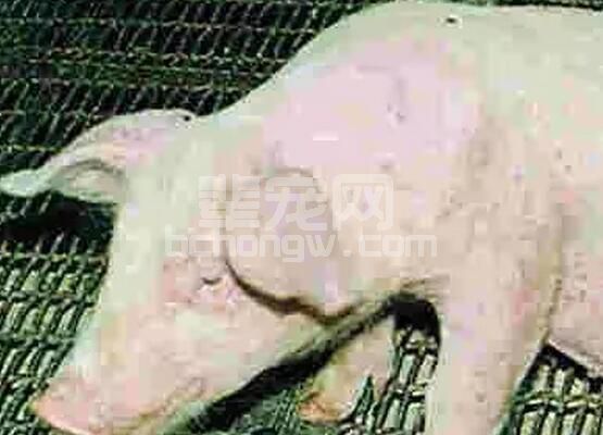 猪急慢性肺炎的诊断、预防和治疗