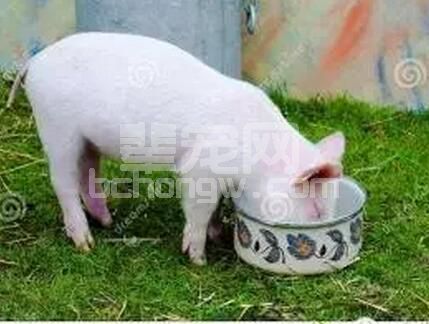 高、低温季节母猪断奶等疾病原因分析及防治