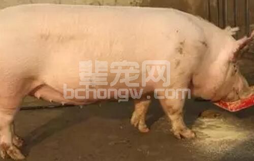 母猪厌食综合征的一些技巧性防治措施