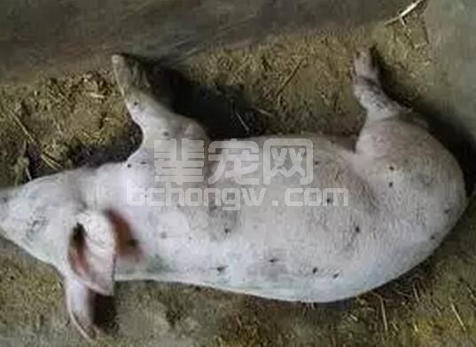 猪场高温最短2小时热应激就可影响生长猪采食量和肠道完整性！