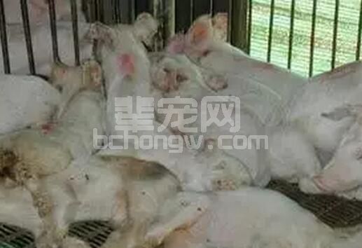 夏良宙博士：影响猪只呼吸道疾病之管理因子---营养、气候、社会、霉菌