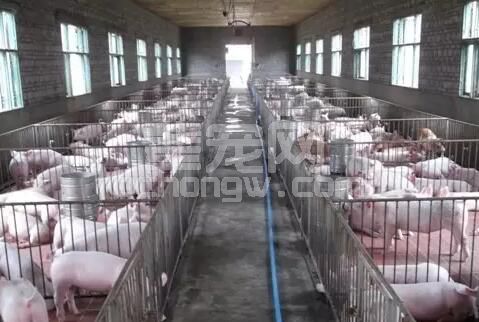 高热与腹泻---猪场的致命杀手，繁殖与呼吸---令猪场入不敷出。