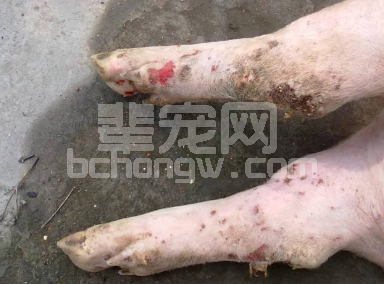 天气转凉了口蹄疫防不住怎么办？