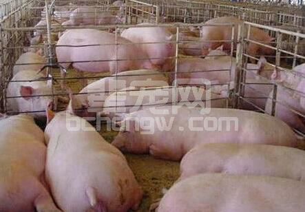 王泽岩：深入解析猪病诊疗工作中的几个误区？
