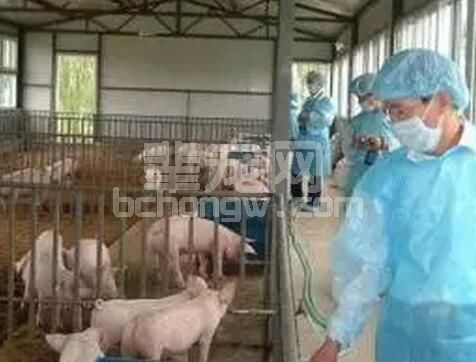 中国当前现状下，规模养猪场猪蓝耳病的诊断与治疗