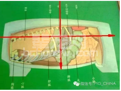 病例剖检图文：当前急性气胀死亡猪的急救方法和预防