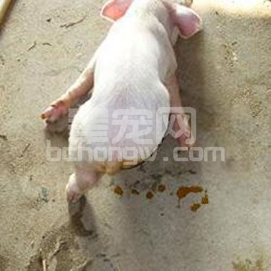 我治疗流行性腹泻独门秘籍