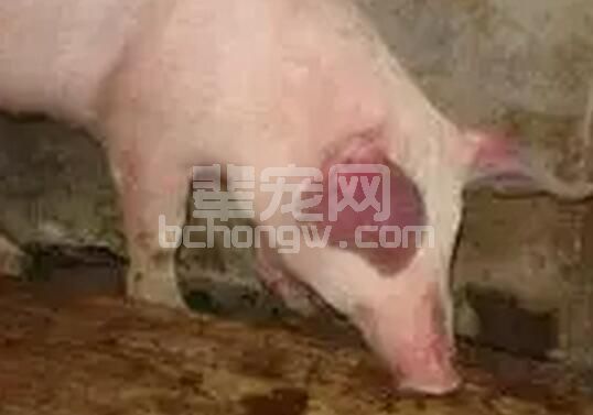 蓝耳病的流行现状、临床症状和检测方法的评价