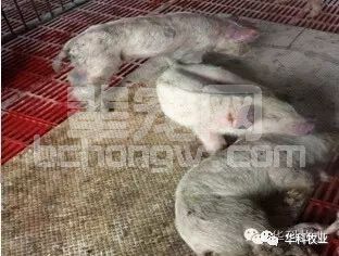 养猪微讲堂：猪身体发白到底是什么问题