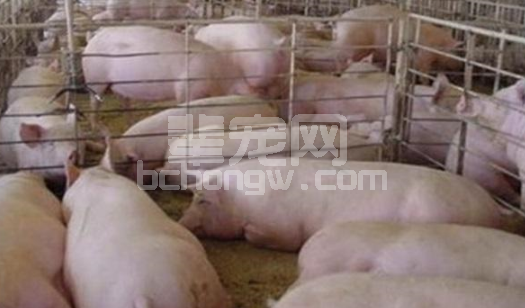 母猪泪斑究竟是什么原因？养猪户需要提高警惕！