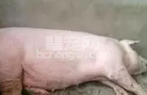 一起因饲料颗粒度过小导致母猪胃溃疡、厌食、不食的案例分析