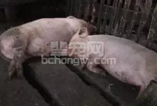 从母猪生理及饲料营养的角度系统分析母猪便秘的原因