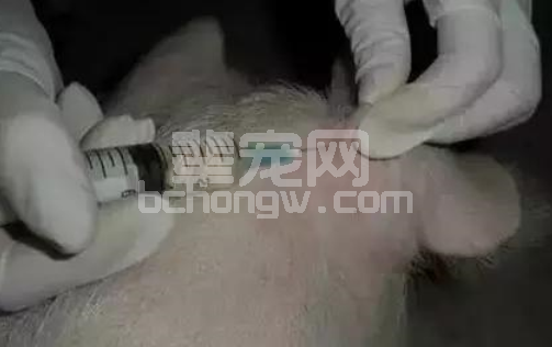 史上最全！猪身上所有部位注射方法和注意事项