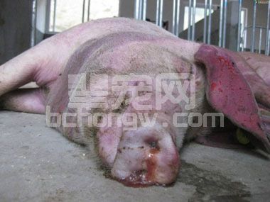 可能引发猪猝死的八大疾病，必须引起养猪户注意！