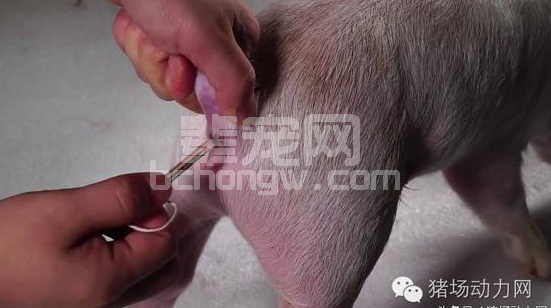 一定要学会量体温，看猪病