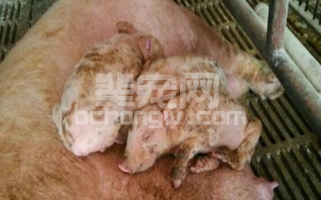 哺乳仔猪腹泻的发病原因及防治方法！