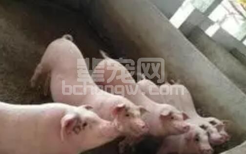 伪狂犬到底怎么免疫最合理？