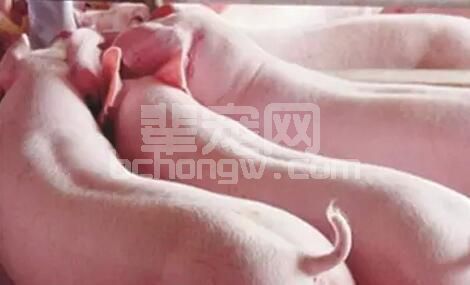 【操作实例】一例肉猪急性增生性肠炎（回肠炎）成功治疗分享