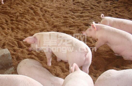 常见猪混合感染疾病的判断要点和防控方案