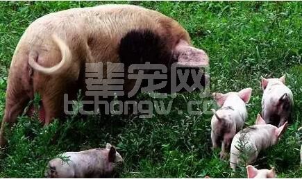 如何治疗预防母猪子宫炎？