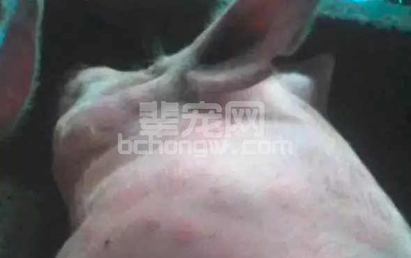 据说猪场这病挺烦人的！