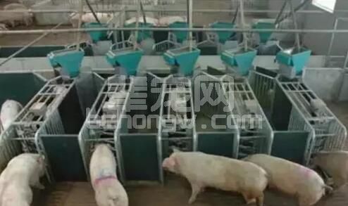 养猪人，或者应该懂得猪病防治黄金规则！