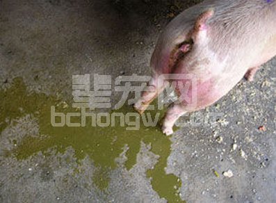 养猪人最恐惧的疫情，感染发病率100%！