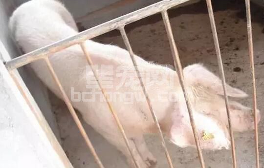 母猪患了消瘦综合症该怎么处理?