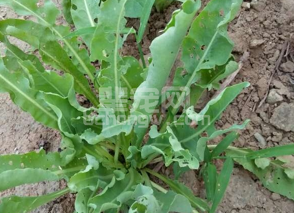 【真实案例】自种大青叶治疗预防猪感冒咳嗽都管用