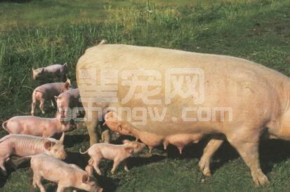 猪最容易患哪些外科疾病，您都知道吗？