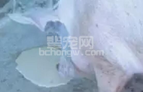 猪吐了怎么办？如何处理？以后猪场可能会用到！！