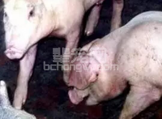 猪咳嗽、喘气、急性死亡？有经验的兽医教你这么做