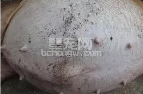噢，原来猪场猪只胀气死亡有四大方面的原因！