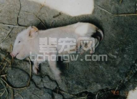 只需要六个阶段就能净化伪狂犬病？