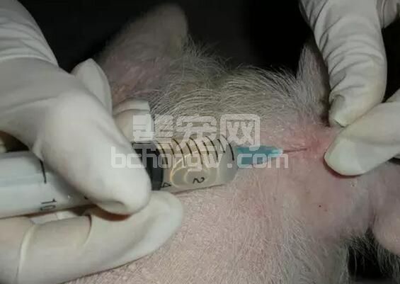养猪打针与投药都必不可少，到底是打针还是投药好？