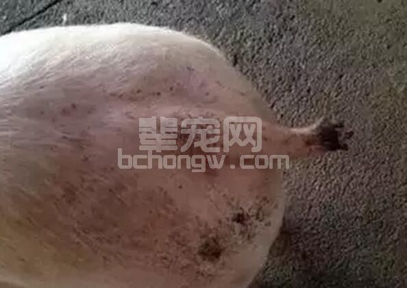 猪咬尾错不在猪，可能我们自己造成的应激引起的哦......