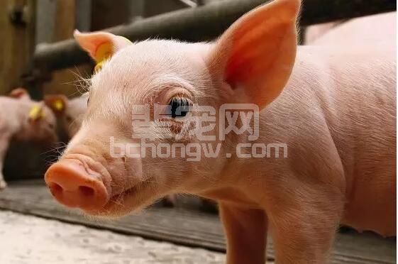 泪斑，不止霉菌毒素会引起！还有哪些问题会导致猪群出现泪斑现象?