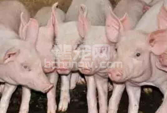 病毒引起的腹泻颠覆性治疗四步法